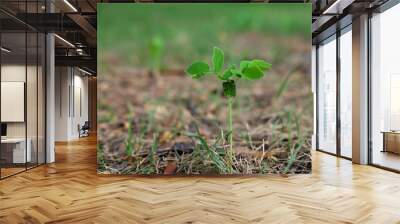 green tree sprout closeup with grass background Wall mural