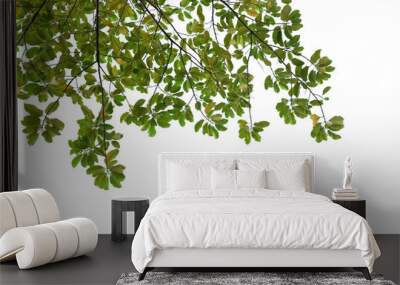 tree branch isolated Wall mural