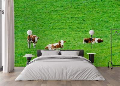 oxen eating the fresh grass . Wall mural