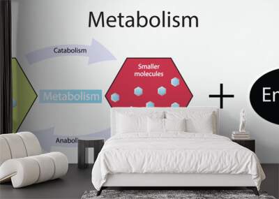 illustration of biology, Metabolism is the process by which the body changes food and drink into energy,  three main functions of metabolism, chemical reactions in organisms Wall mural