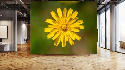 Close-up macro of yellow flower Wall mural