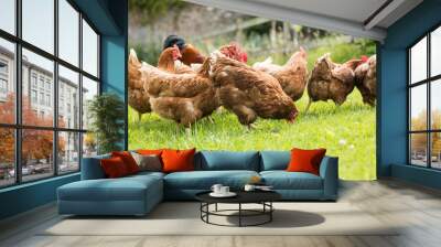 Chickens on a lawn Wall mural