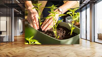 Planting seedlings in garden containers, person nurturing young plants outdoors Wall mural