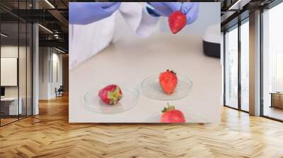 scientist injecting strawberry Wall mural