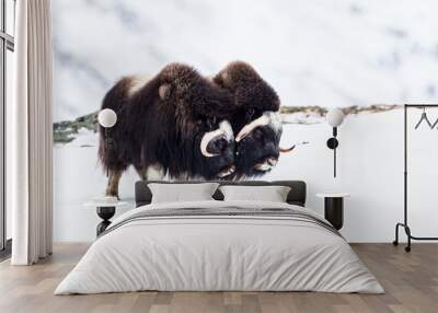 Two Musk ox practice their fighting skills in the Dovrefjell National Park Wall mural