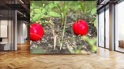 Two cherries fell on the ground. Garden area inside the house Wall mural