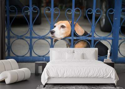 Beagle dog waiting the owner back home Wall mural