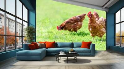 Hens on a traditional free range poultry organic farm grazing on the grass with copy space Wall mural