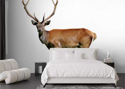 Portrait of a wild red deer stag isolated on a white background in close-up ( high details) Wall mural