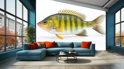 A compressed Cichlid (Altolamprologus compressiceps) is a species of fish on white. AI Generative Wall mural