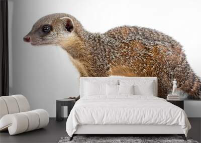 Portrait of a Yellow-throated Mongoose Wall mural