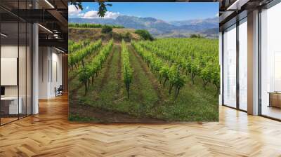 A vineyard full of grape vines at this winery in Castiglione, Sicily - Italy Wall mural