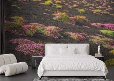 Pillows of Saponaria aetnensis on Mounte Etna - Endemic flora of the Etna volcano Wall mural