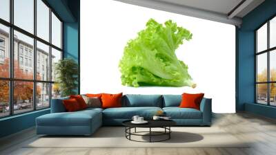 Green oak lettuce on white background. Wall mural