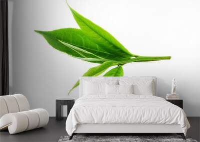 Green tea leaf isolated on white background Wall mural