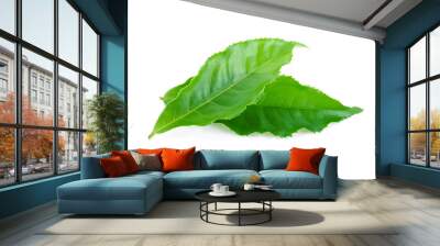 green tea leaf isolated on white background Wall mural