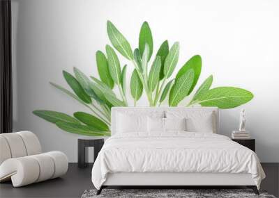 Sage herb isolated on white background Wall mural