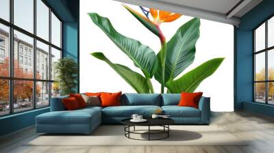 Strelitzia reginae flower plant with leaves isolated on white background close up Wall mural