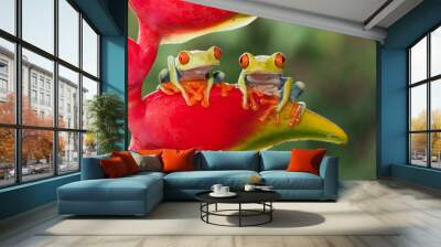 Two red-eyed tree frogs sitting on a heliconia flower Wall mural