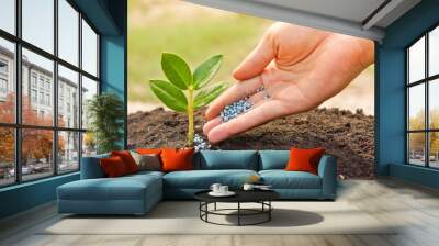 a hand giving fertilizer to a young plant / planting tree Wall mural