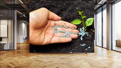 a hand giving fertilizer to a young plant Wall mural