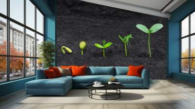 Sequence of seed germination on soil, evolution concept Wall mural