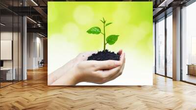 two hands holding and caring a young green plant Wall mural