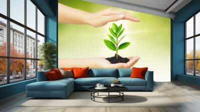 two hands holding and caring a young green plant Wall mural