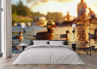 A cute duckling is wading through a calm pond during sunset, its wet feathers glistening in the light. Wall mural