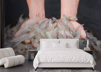 The hands are shoveling white shrimp in a bucket. To check the freshness. Wall mural