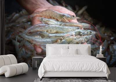 White shrimp placed on hand Wall mural