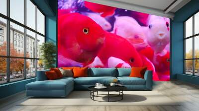 Beautiful red and white color fish in the water  Wall mural