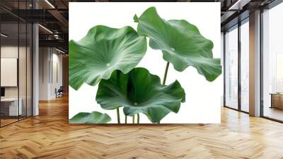 Close-up of lotus leaves isolated on white background Wall mural