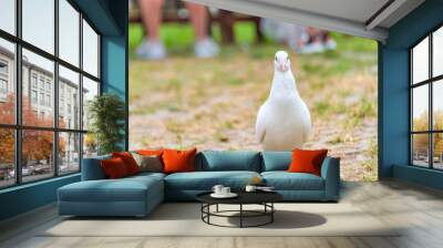 A beautiful white dove on the ground. Wall mural