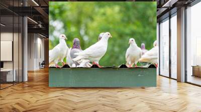 A group of beautiful pigeons in the safari park. Wall mural