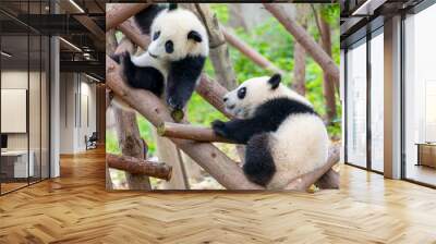 Two cute little pandas playing tree-climbing Wall mural