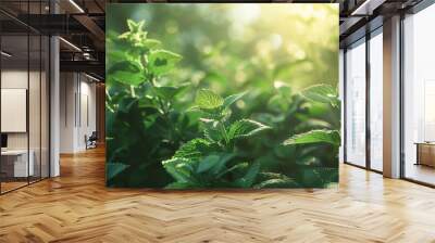 Lemon Balm flourishing in a garden oasis.  Wall mural