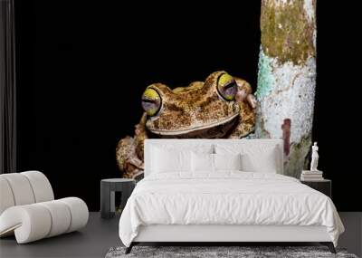 gladiator frog Wall mural