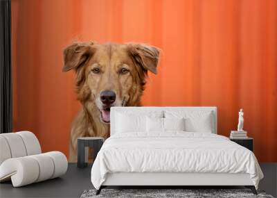 Golden Retriever in front of an orange wall Wall mural