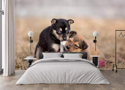 Two puppies play with a toy Wall mural