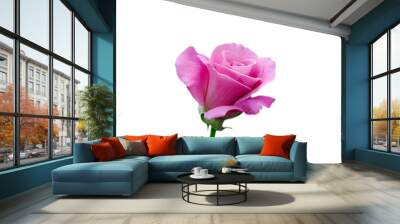 Beautiful pink rose isolated on white background Wall mural