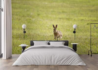 A young hare is hopping over a green mown meadow Wall mural