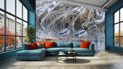 two male mallards swimming in a stream with snowy bank Wall mural