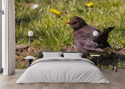 Female Common Blackbird turdus merula perched in green gras Wall mural