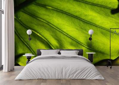 Alocasia macrorrhizos - leaf texture - elephant ear leaf Wall mural