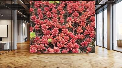 Sedum or stonecrops on green roof. Wall mural