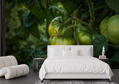 unripe green tomatoes in morning sunlight growing in the field  Wall mural