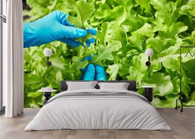 Farmer hand working in organic garden and picking green lettuce. Female hand in protective gloves take care fresh lettuce salad in greenhouse. Eco farming. Wall mural