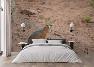 Kit fox Wall mural