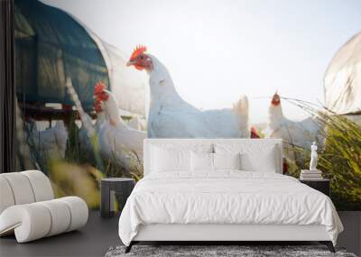 Agriculture, nature and health with chicken on farm for sustainability, eggs production and livestock. Nutrition, poultry and food with animals in countryside field for free range and meat industry Wall mural